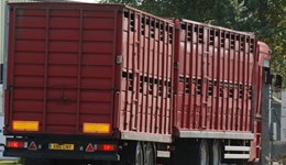 GB pig prices continue downwards